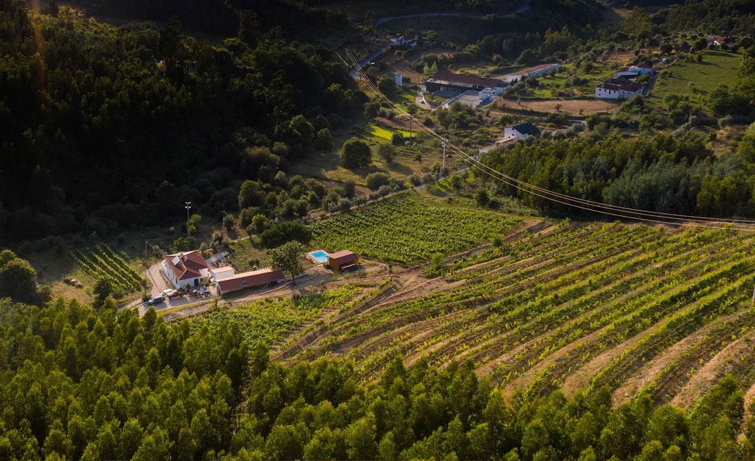 BOTTLED STORIES - QUINTA DA ALDEIA NOVA