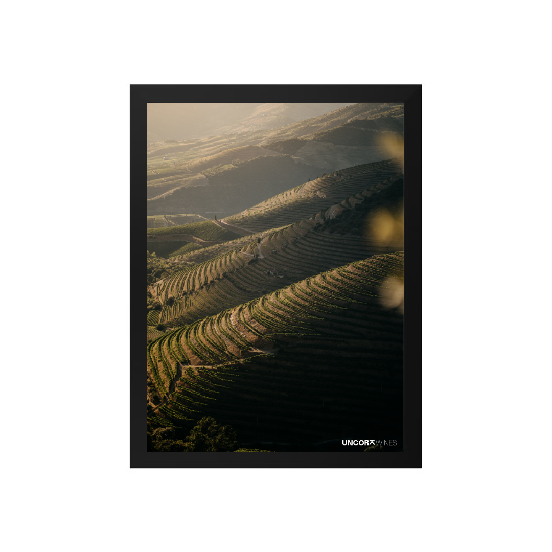 Moldura Douro Valley Vineyards
