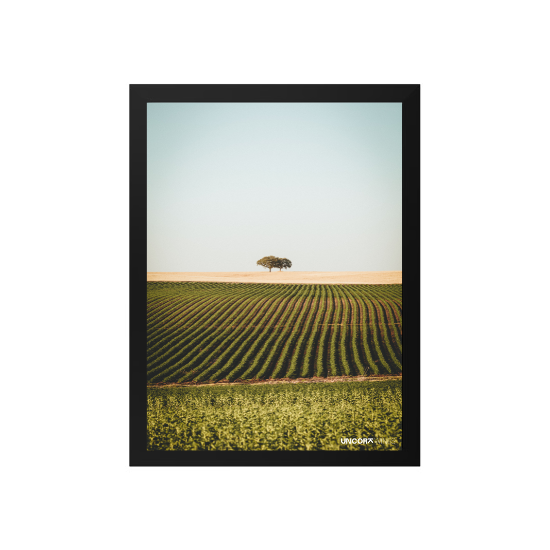 Moldura Alentejo Vineyards