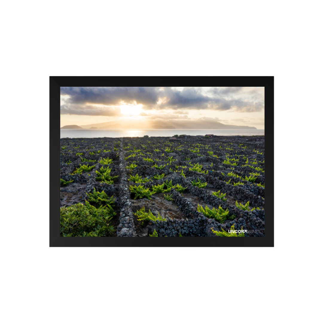 Moldura Azores Vineyards