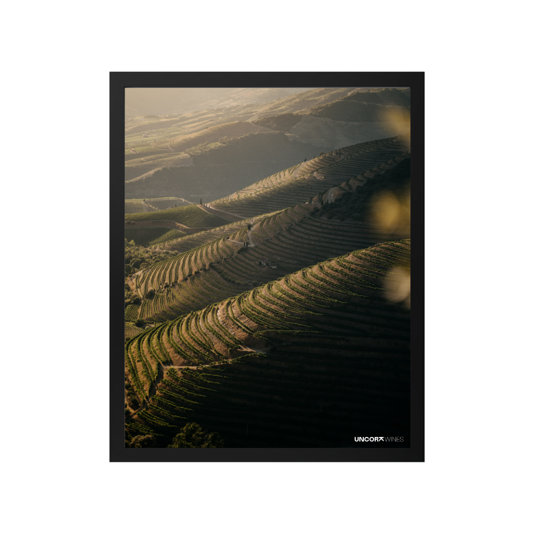 Moldura Douro Valley Vineyards