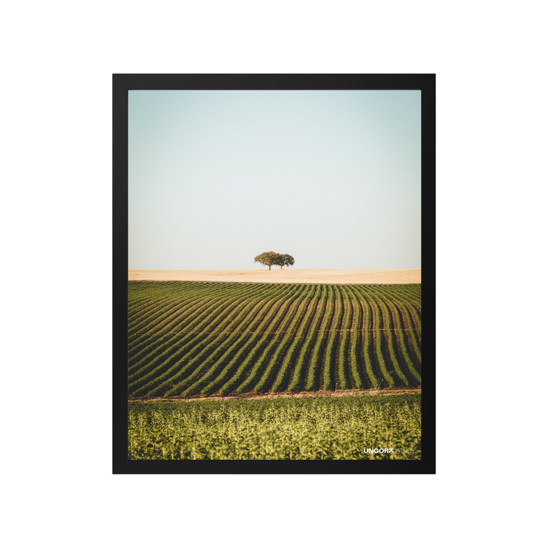 Moldura Alentejo Vineyards