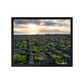 Azores Vineyards Frame
