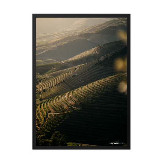 Moldura Douro Valley Vineyards
