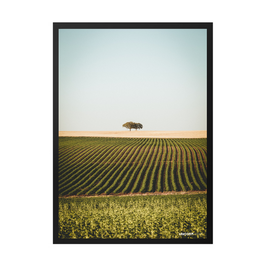 Moldura Alentejo Vineyards