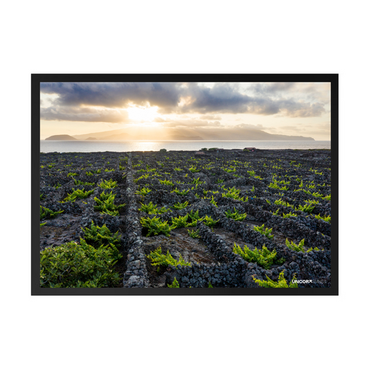 Moldura Azores Vineyards
