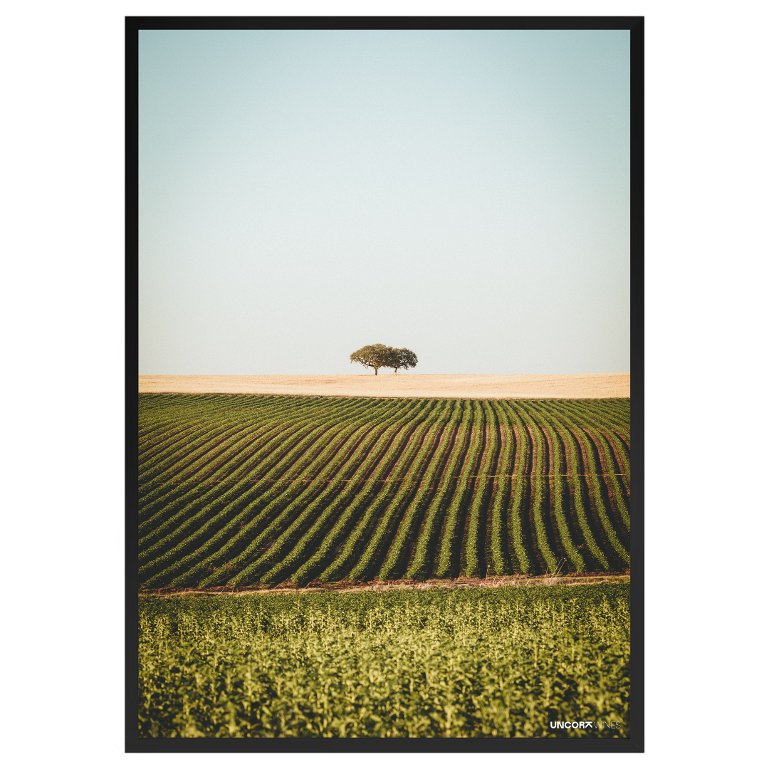 Moldura Alentejo Vineyards