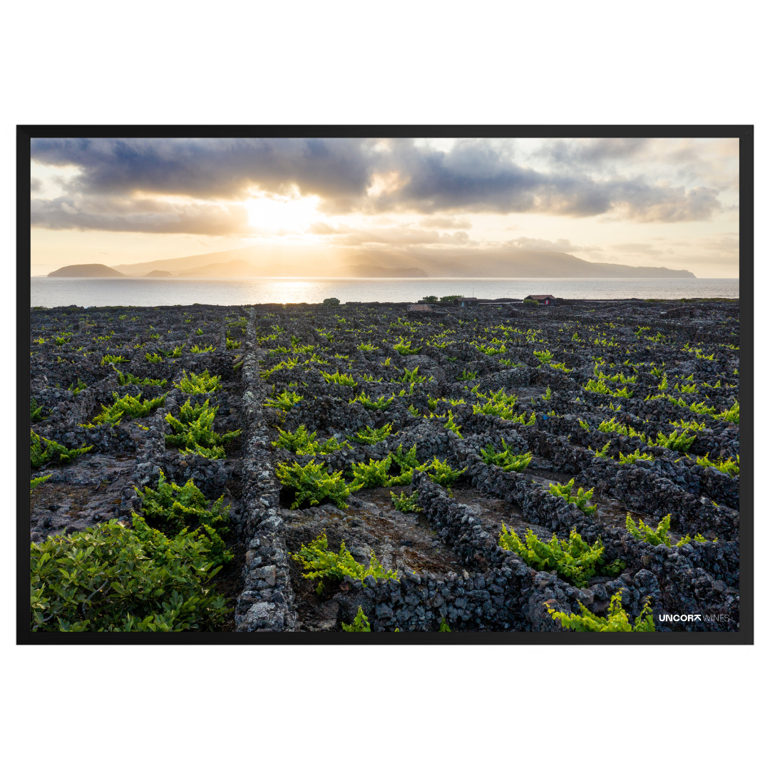 Moldura Azores Vineyards